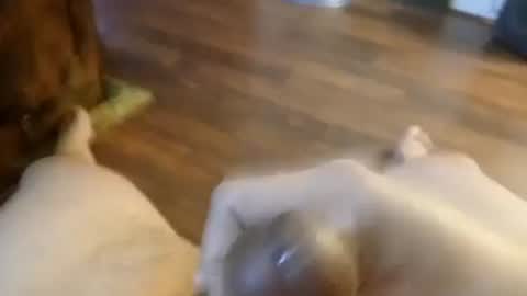 5tone_bon3 online show from January 20, 7:04 am