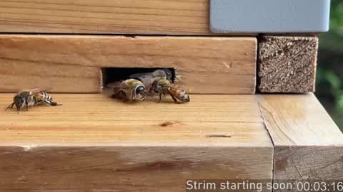 Booker Baxton online show from April 24, 3:09 am