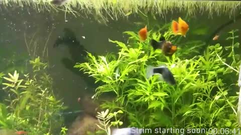 Booker Baxton online show from March 12, 3:03 am