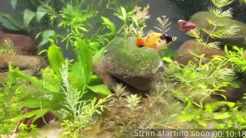 Booker Baxton online show from April 12, 2:59 am