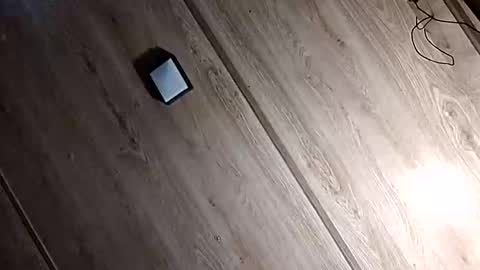 dixonbird41 online show from April 21, 12:55 pm