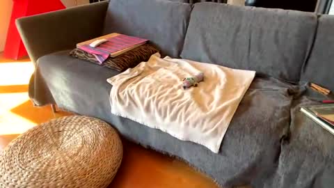 Alfredo online show from October 29, 11:13 am