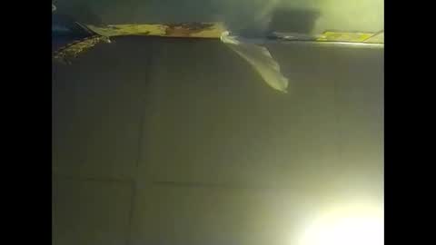 Warwick online show from October 26, 10:17 am