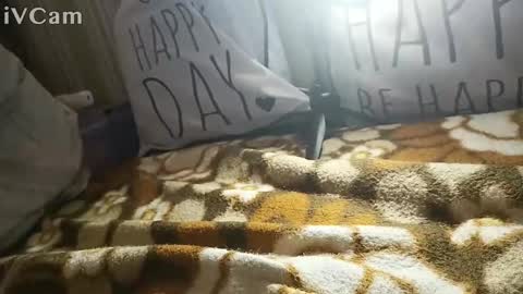 gatodes6116291 online show from October 30, 5:36 pm