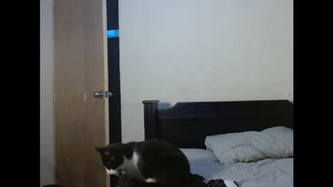 Andrs online show from November 1, 3:32 am