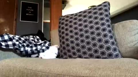 Jaws  online show from January 6, 7:51 pm