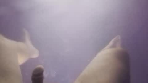 Uncut thick 5 online show from November 20, 11:42 am