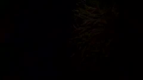 Kitkat loco online show from October 31, 6:22 pm