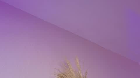 Liiam Luna online show from April 21, 11:05 am