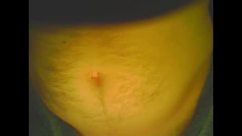 Snapshot of love5pu55y chatting on January 12, 10:45 am PleasureX online show from January 12, 10:45 am