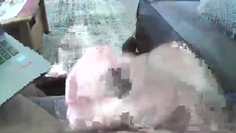 mexianthehawk online show from October 29, 5:32 am