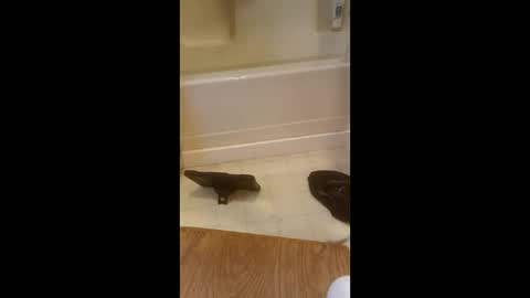 Easy E online show from March 26, 4:00 pm