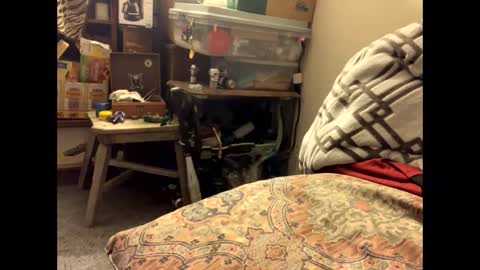 spermdoner23 online show from November 10, 1:38 pm