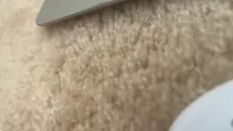 Spongers online show from June 9, 2:52 pm