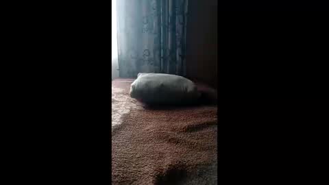 sscreationbakery online show from February 24, 8:59 am