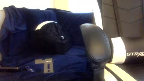 tevvdaren online show from November 17, 5:16 pm