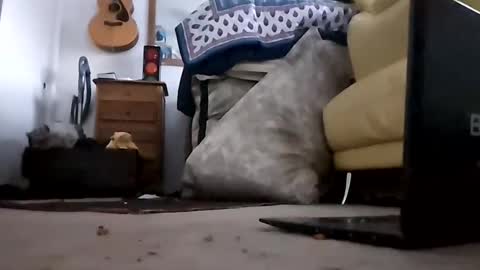 umbrado online show from February 11, 3:40 pm