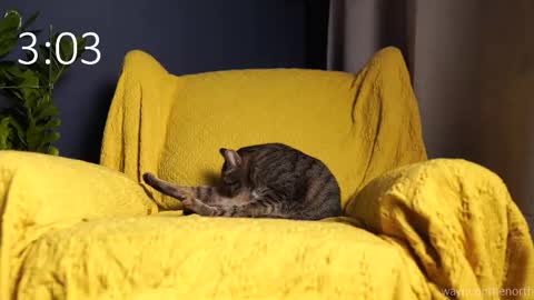 waynenorth online show from September 21, 3:12 pm