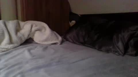 Snapshot of willobey chatting on February 9, 3:56 pm papa bear online show from February 9, 3:56 pm