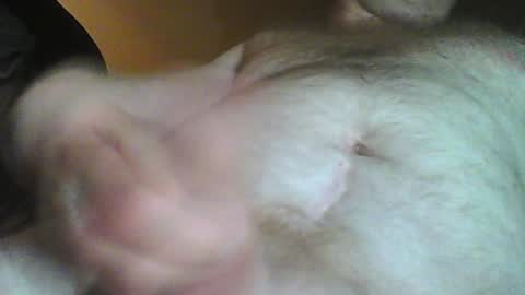 Snapshot of willystroker78 chatting on January 12, 6:49 pm Willy Stroker online show from January 12, 6:49 pm