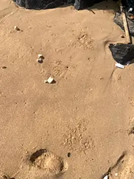 king of porn66 online show from November 15, 2:52 pm