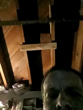 Whipit323 online show from February 22, 8:48 am