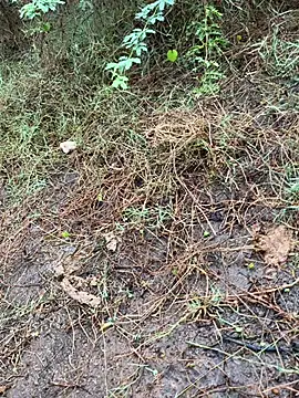 tamil000000 online show from March 13, 1:43 am