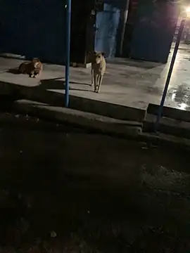 goluaryan online show from April 7, 7:47 pm