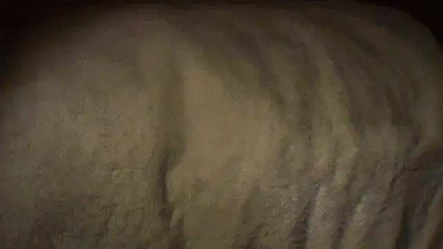 pietje1991 online show from April 16, 2:00 am