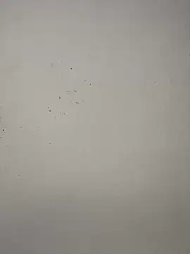 vincentjaxon online show from November 27, 7:06 pm