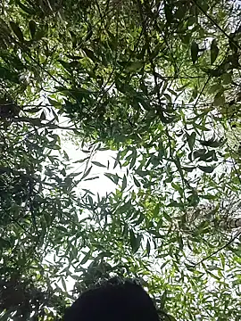 96Rohon online show from March 29, 8:47 am