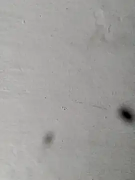 Mollysdick online show from April 16, 1:44 pm