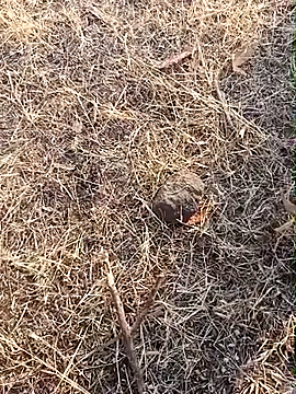 babu bull online show from February 13, 2:40 am