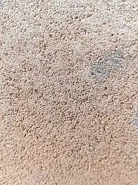 darwinmodell online show from April 24, 1:24 pm