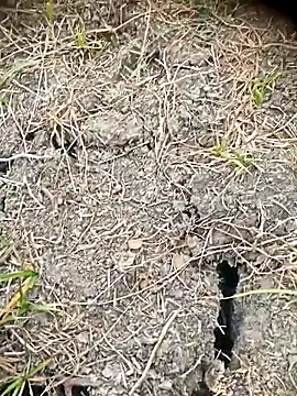 Ambala1 online show from April 23, 2:27 am