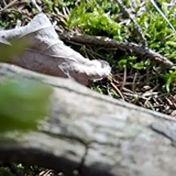 walddrinker online show from April 24, 1:46 pm