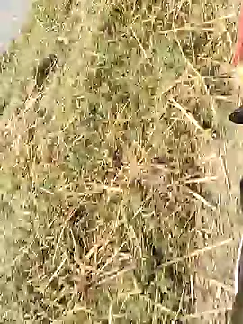 ThethunderPo online show from December 14, 3:35 am