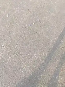 Bengali BULL1 online show from June 21, 12:44 pm