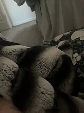 Snapshot of Furdale chatting on January 9, 11:14 am Furdale online show from January 9, 11:14 am